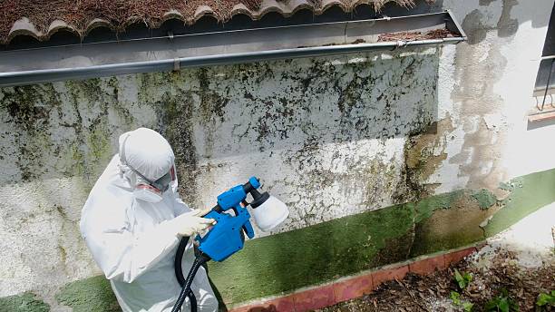 Top rated local Basement Mold Removal specialists in Myerstown, PA